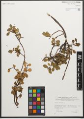 Foto von Salix retusa L.